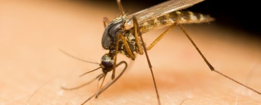 Insektenschutz